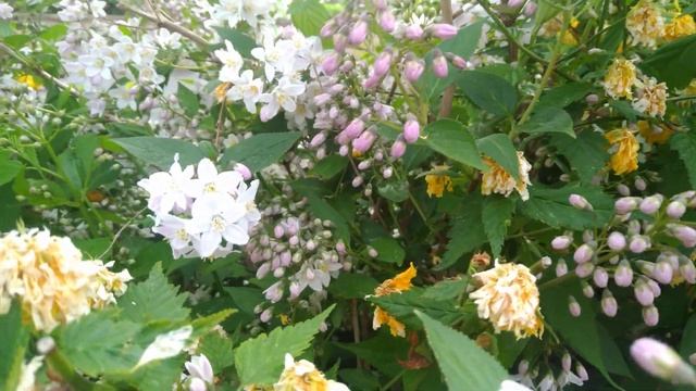 Fleurs De Deutzia 'MONT ROSE'