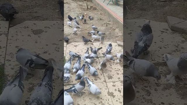 бойни голуби... самарканда смотреть онлайн