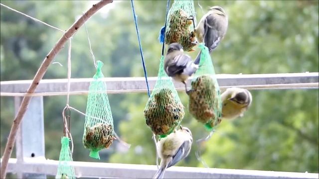 Пернатые Друзья 3174 HD смотреть онлайн