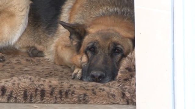 Чернівецький репортер завітав до притулку для тварин смотреть онлайн