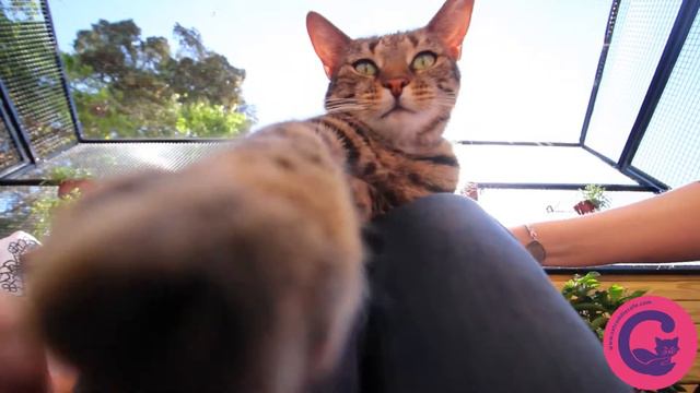 Welcome to the Cat Cuddle Cafe! смотреть онлайн