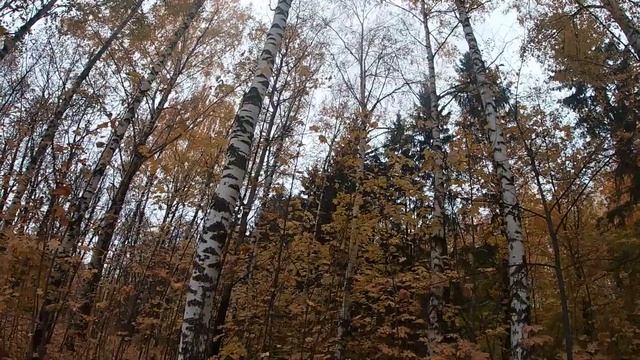 ОСЕННИЙ ЛЕС.AUTUMN FOREST. смотреть онлайн