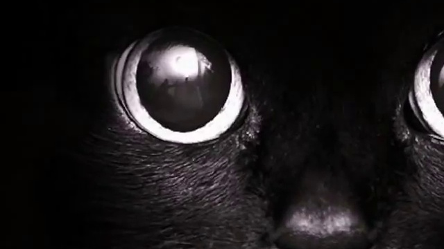 Всемирный день кошек смотреть онлайн