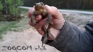 Самец серой жабы не прекращает квакать, даже будучи пойманным