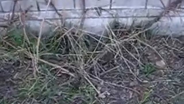 виноград посадка весна смотреть онлайн