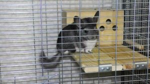 Как ухаживать за шиншиллой в домашних условиях (видео). Шиншиллы уход и содержание