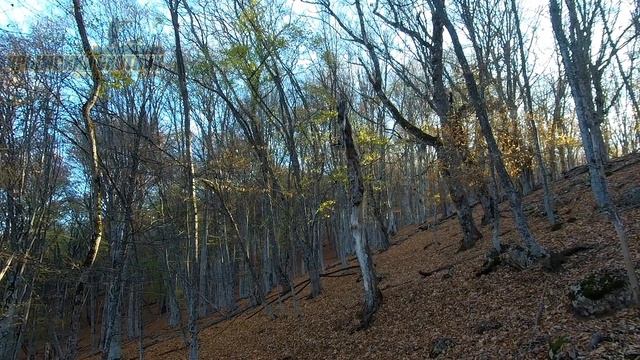 Замечательная охота на кабана в Крыму смотреть онлайн