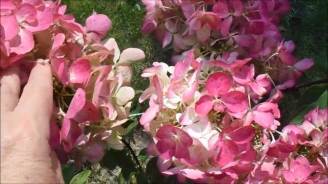 ГОРТЕНЗИЯ ДАЙМОНД РУЖ - УКРАШЕНИЕ САДА!! смотреть онлайн