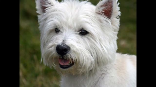 Керн-Терьер/Cairn Terrier (порода собак HD slide show)! смотреть онлайн
