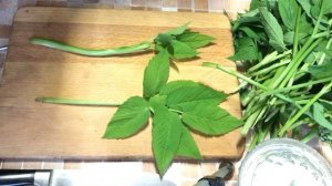 Сныть. Сбор и приготовление.