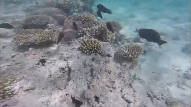 Corona Divers Club ~ House Reef Tour in Hurghada Egypt #1 смотреть онлайн