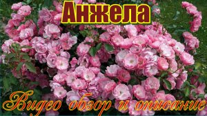 Роза Анжела (Шраб) - Angela (Kordes, 1984)