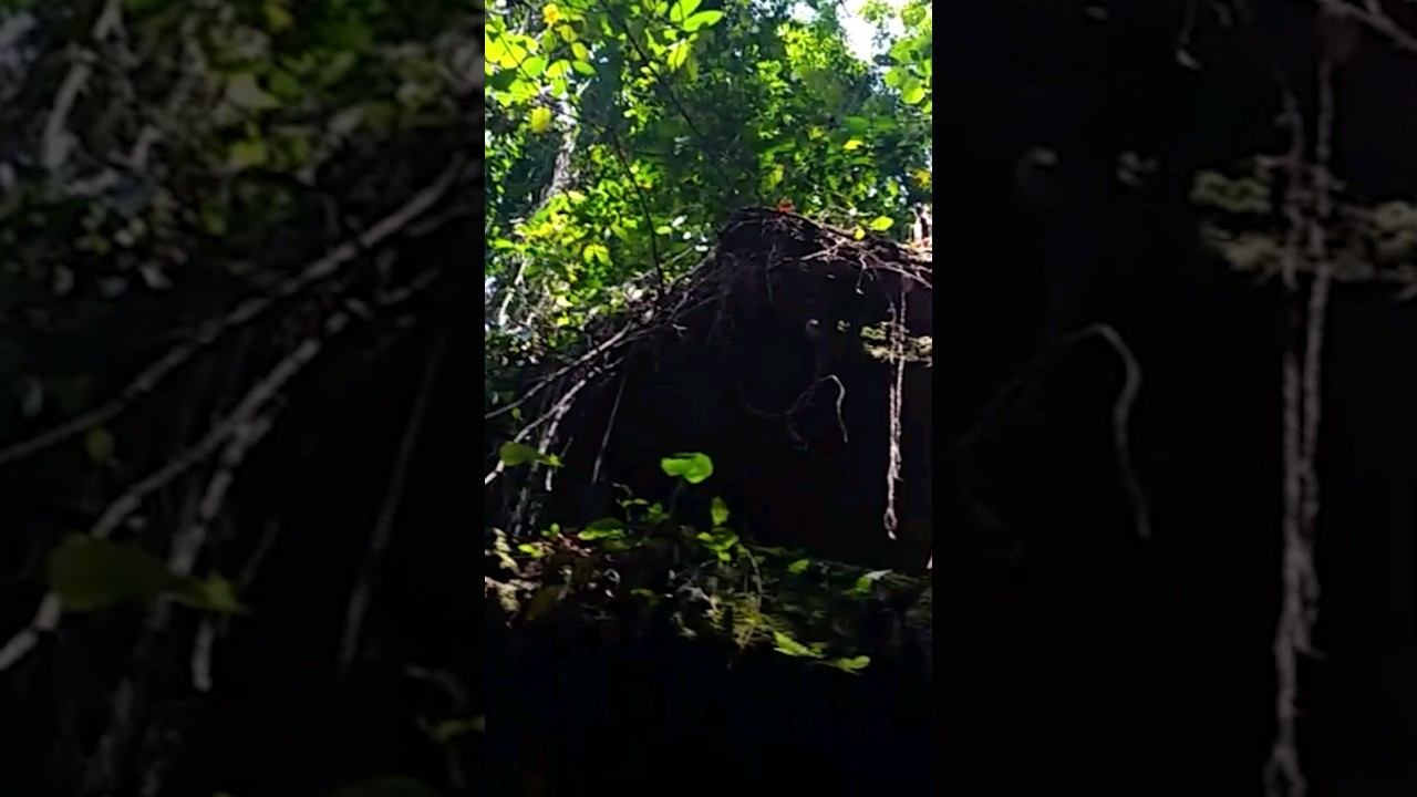 Source in the #Rainforest смотреть онлайн