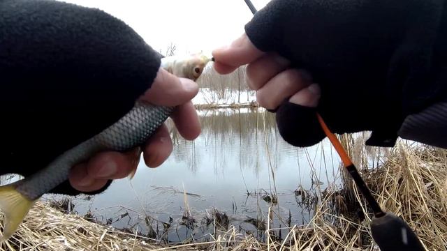 Мормышинг. Раздача весенней красноперки. смотреть онлайн