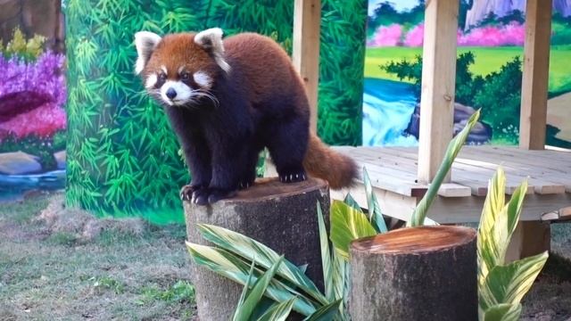 【red panda】A red panda returning to welcome the spring смотреть онлайн