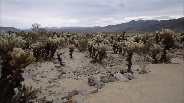 Cholla Cactus Garden/Octillo Cactus Joshua Tree Pt 2 2023-03-14 смотреть онлайн