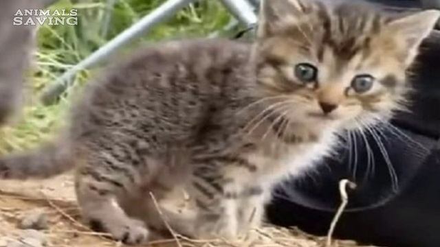 Когда мужчины ловили рыбу, из травы к ним вышли ОНИ! смотреть онлайн