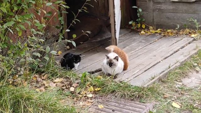 Отдам котят в хорошие руки смотреть онлайн