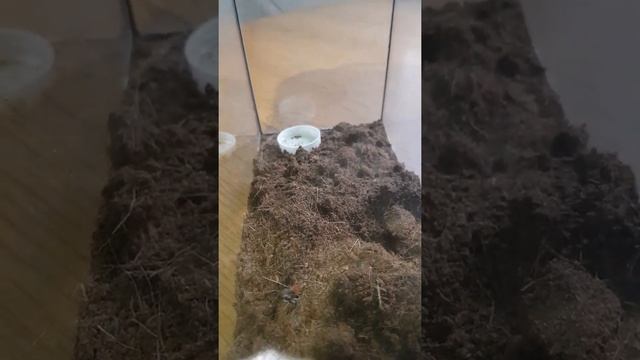 Паук-скакун Боярышниковый смотреть онлайн