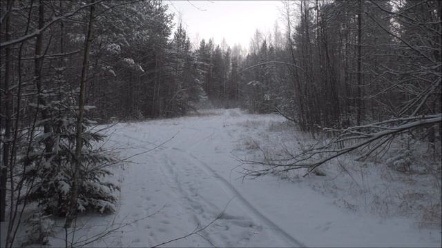 Первая работа по снегу. РГ Лайма 1год 3 мес. вл. Шатров В.А. смотреть онлайн
