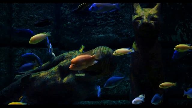 Аквариум с рыбками для фона на телевизор (HD)