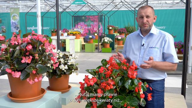 Begonia Bionic (pl) - Syngenta Flowers смотреть онлайн