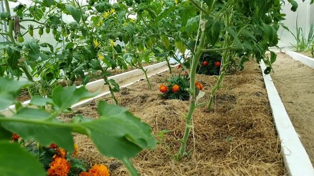 Мульча: мои аргументы, что дает мульчирование скошенной травой смотреть онлайн