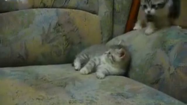 Котята, 1,5 месяца, продажа, г. Запорожье смотреть онлайн