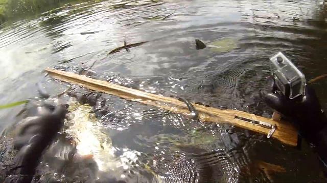 ПОДВОДНАЯ ОХОТА с самодельным арбалетом из дуба от Геннадьевича смотреть онлайн
