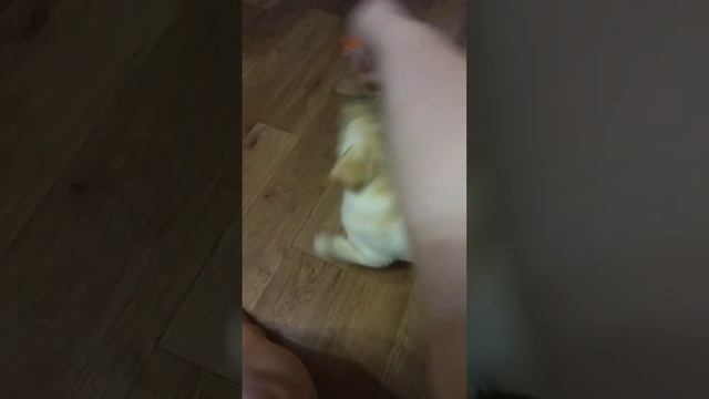 кира#ретривер #собака #лабрик #щенок #щеноклабрадора