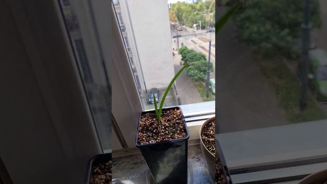 Chamaerops humilis смотреть онлайн