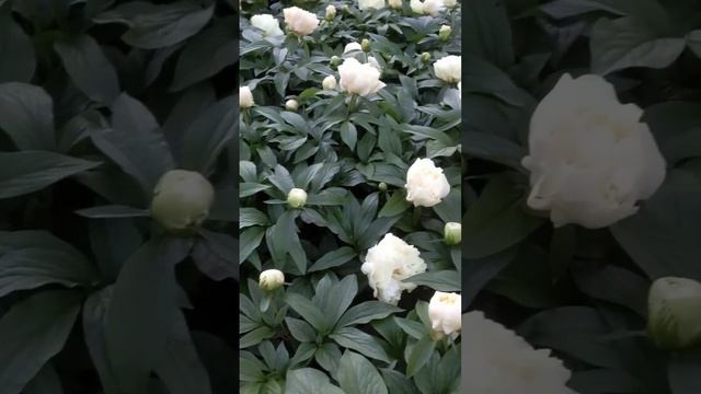 Pion Sunny Girl - www.peonyshop.com смотреть онлайн