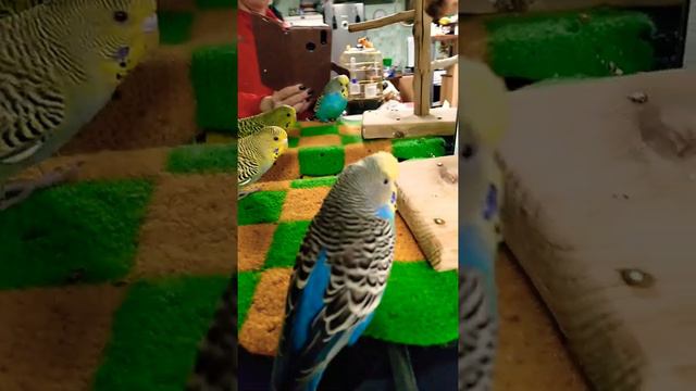 Будни попугаев! смотреть онлайн