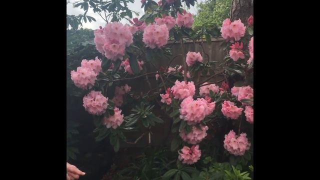 Russell Beeson's town garden смотреть онлайн