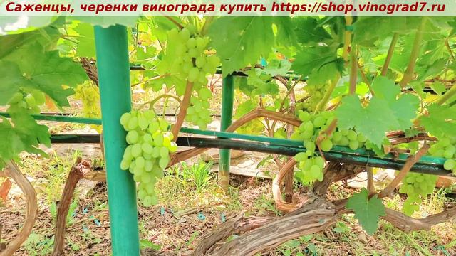 Парад сортов на 27.07.24 года - виноград Кишмиш СТОЛЕТИЕ окрашивание, созревание, характеристики. смотреть онлайн