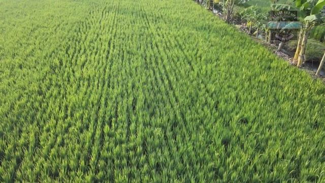 Nganjuk ~ East Part of Java. Indonesia смотреть онлайн