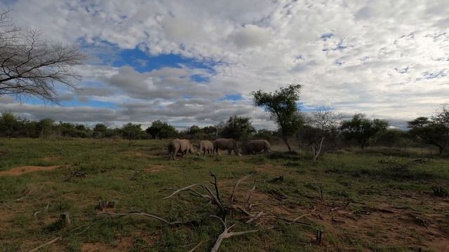 Mabalingwe Nature Reserve - Game Drives смотреть онлайн