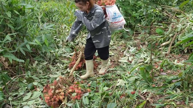 Harvest rambutan fruits to sell in the market, build a farm life смотреть онлайн