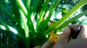 Выращивание кабачков в бочке