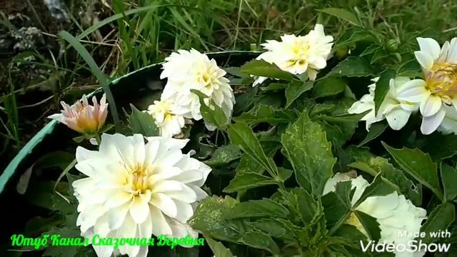 Георгина Гэллери Монет / Gallery Monet