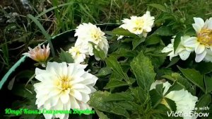 Георгина Гэллери Монет / Gallery Monet