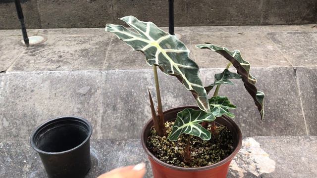 Alocasia Amazónica | La planta que parece de plástico смотреть онлайн