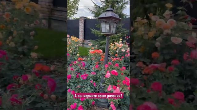 У нас 250 сортов роз в Садовом центре! Все отлично подходят для Подмосковья! #растениядлясада смотреть онлайн