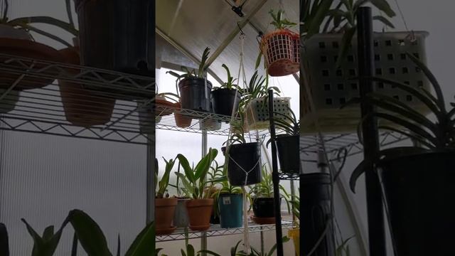 IWANAGARA APPLEBLOSSOM/ Very fragrant/ easy grower/ lower light cattleya смотреть онлайн