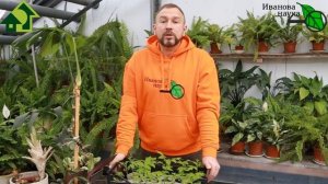 ПОЧЕМУ ЖЕЛТЕЕТ РАССАДА ТОМАТОВ ИЛИ ПОСИНЕЛИ ЛИСТЬЯ? ОТВЕТ ВАС УДИВИТ!