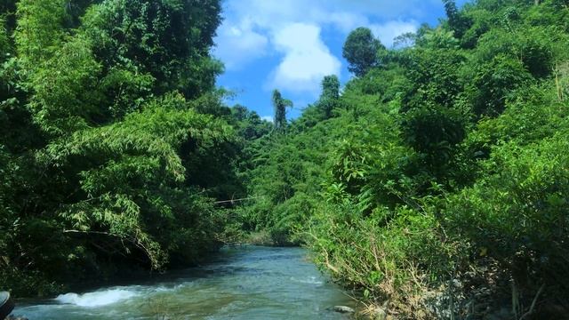 1часа Успокаивающий звук ручья.Лесной ручей,птичи песни, Звуки природы. Шум воды.Горный ручей.Релак