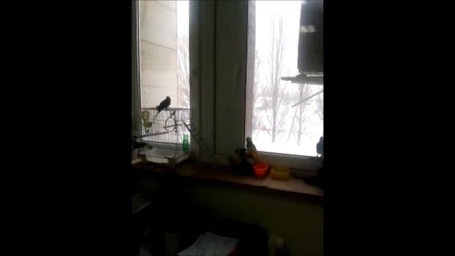 птички невелички смотреть онлайн