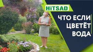 КАК ИЗБАВИТЬСЯ ОТ ЦВЕТЕНИЯ ВОДЫ  Пруд на Даче  Советы От Хитсад ТВ