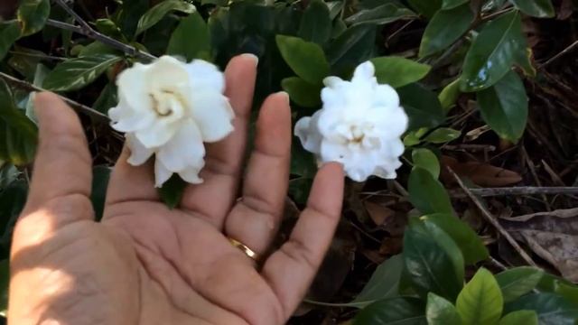 Gardenia Tahitian, Gardenia Veitchii, Gardenia Prostrata