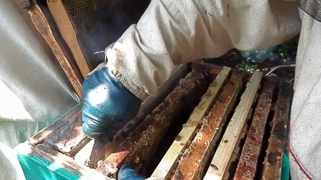 Сотовый мёд. Заполнение сот в мини рамочках.